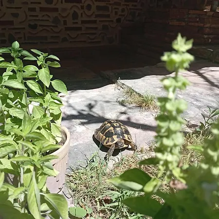 Erti